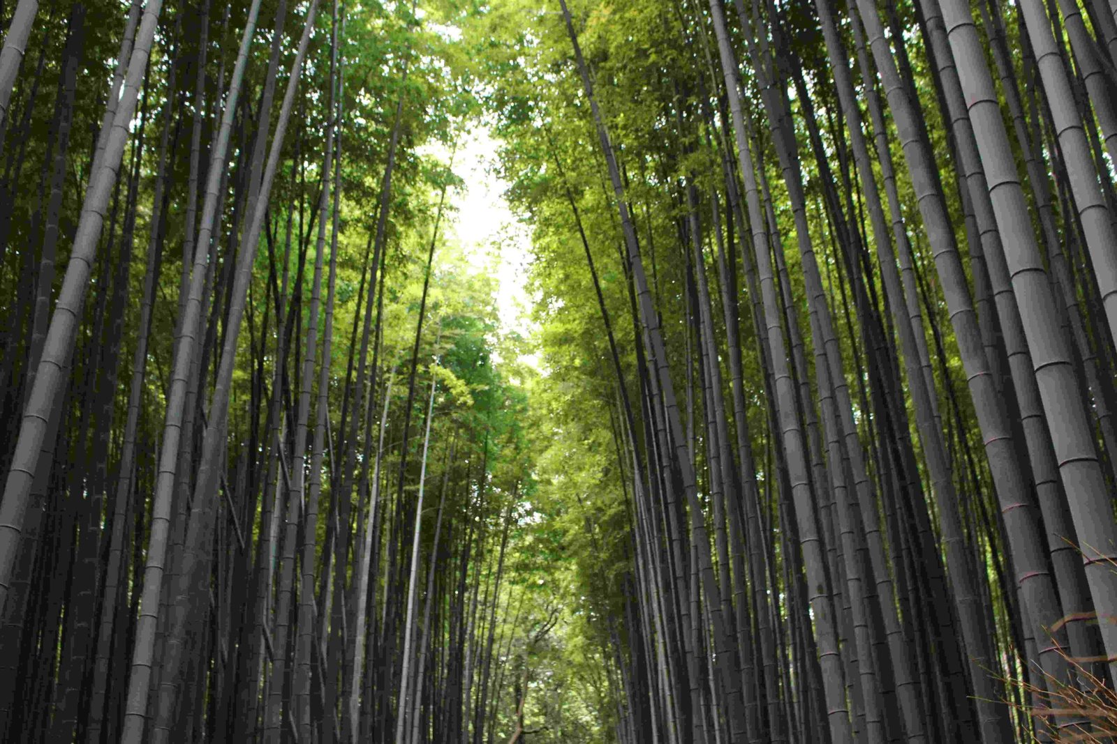 Bamboo forest in Vietnam used for sustainable sourcing