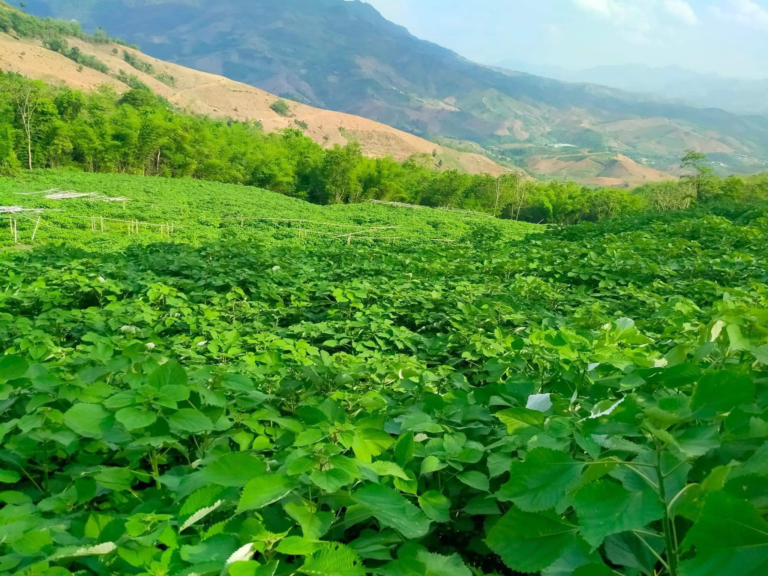 Ramie plant growing in Vietnamese agricultural region